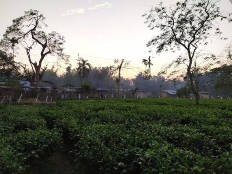 Cinnamora Tea Estate-2